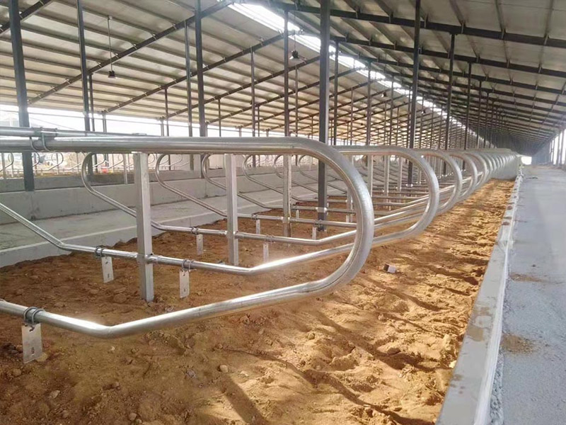 Cow bed