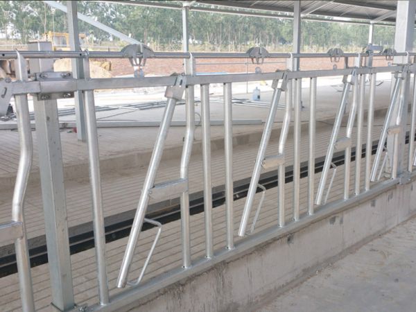 Cowneck yoke